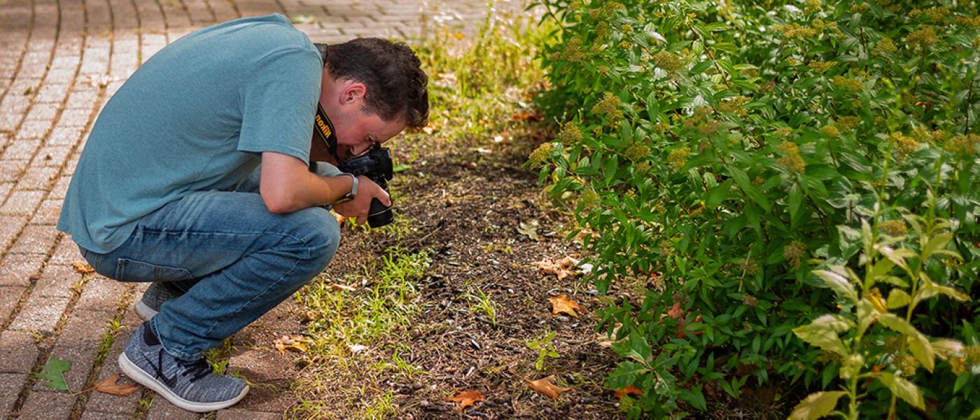 A U N E liberal arts student bends over to take a photo graph of plants on campus